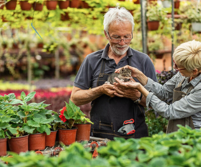 Couple de senior qui jardine ensemble et qui caresse un chat dans un potager