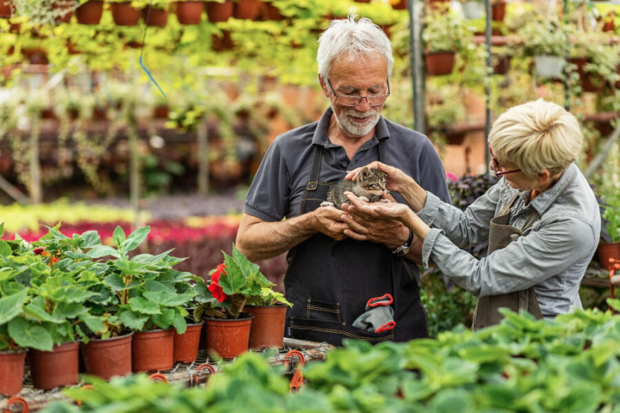 Couple de senior qui jardine ensemble et qui caresse un chat dans un potager