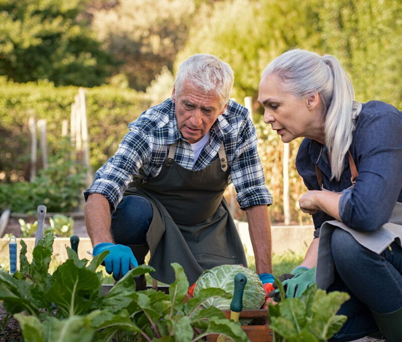 Couple de senior jardinant ensemble dans le potager