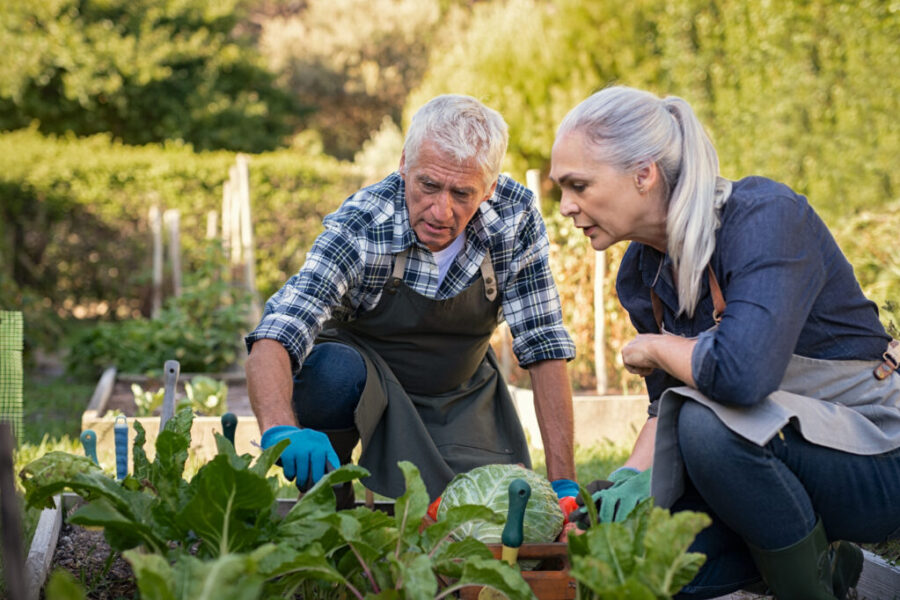 Couple de senior jardinant ensemble dans le potager